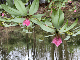 Rhododendron Christmas Cheer (1)       